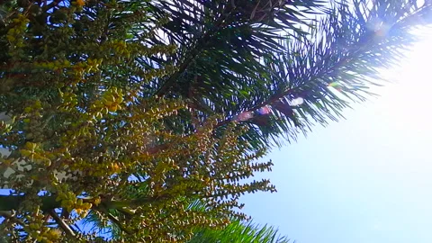 Palm tree with natural sun shining through its leaves in sunshine day Stock Footage 154591758