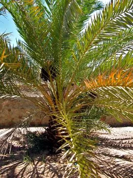 Palm tree near the fence of the oasis of the Bedouin village in Sinai Stock Photos