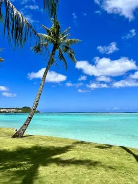 A Palm tree next to the beach. Stock Photos