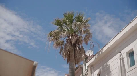 Palm tree with nice blue sky and building at summer Stock Footage 54110496