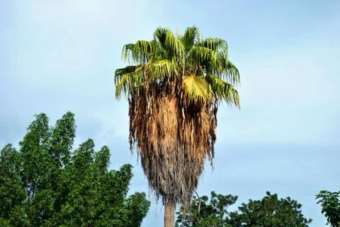 Palm Tree in nice cloudy day Stock Photos
