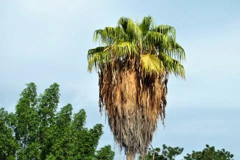 Palm Tree in nice cloudy day Stock Photos