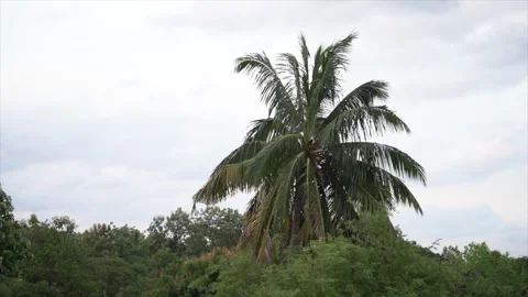 Palm tree in nice cloudy weather with a big sky and small trees. Stock Footage 264587399