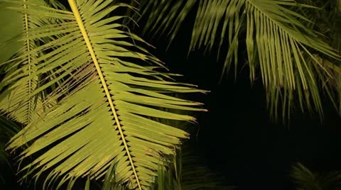Palm tree by night Video stock 22256084