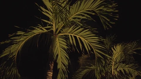 Palm tree at night Video stock 80222515