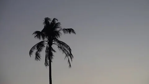 Palm Tree at Night Stock Footage 95269800