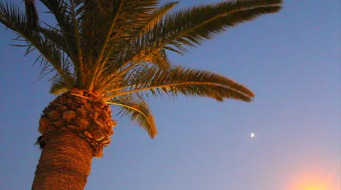 Palm tree at night with moon Stock Footage 40704876