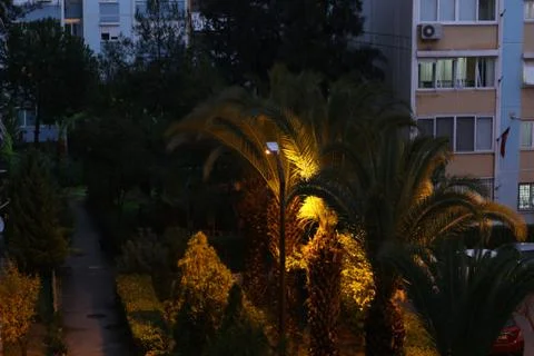 Palm tree in the night Stock Photos