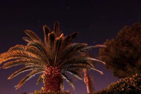 Palm tree at night Stock-Fotos