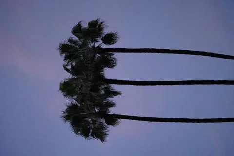 Palm tree night Stock Photos