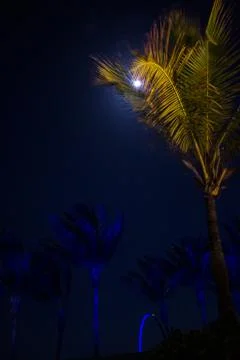 Palm tree at night Stock Photos