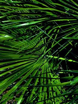 Palm tree at night Stock Photos