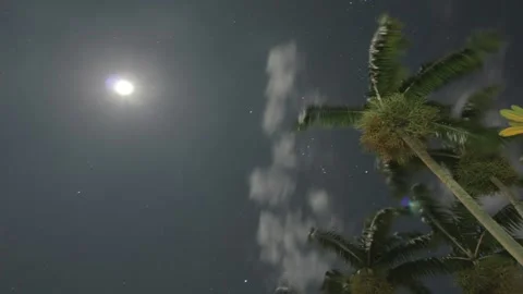 Palm Tree Night Timelapse Stock Footage 239654934