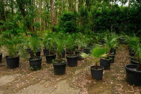 Palm Tree Nursery in Black Plastic Pots, Young Ornamental Palms for Landscaping Stock Photos