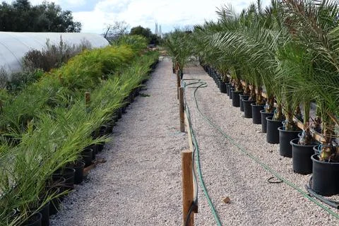 Palm tree nursery with rows of potted plants and gravel pathway Stock Photos
