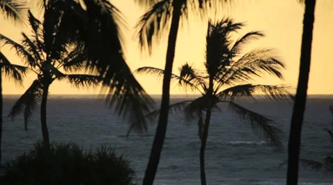 Palm Tree Ocean 03 HD Stock Footage 7900290