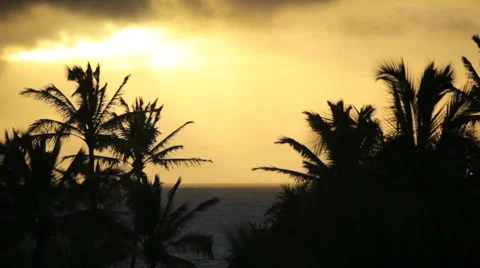 Palm Tree Ocean 04 HD Video stock 7900305