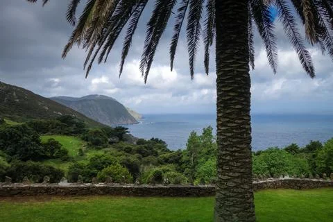 Palm tree, Ocean and cliffs in Galicia, Spain Stock-Fotos