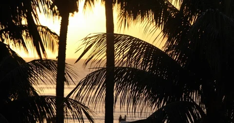 Palm Tree With Ocean And Sun Stock Footage 108071197