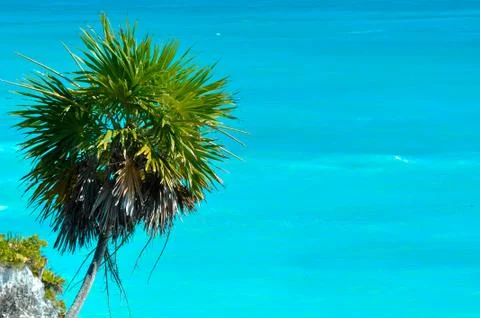 Palm tree with ocean background Foto stock