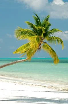 Palm tree on ocean beach Stock Photos