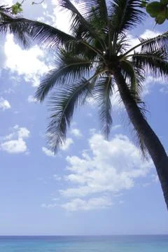 Palm Tree on the Ocean Stock Photos
