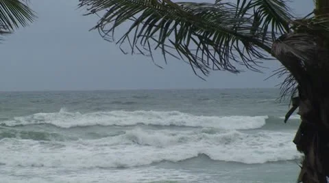 Palm Tree Ocean Storm Stock Footage 8839862