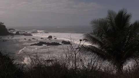Palm Tree on the Oceans Edge. Jaco, Costa Rica. Stock Footage 243387998