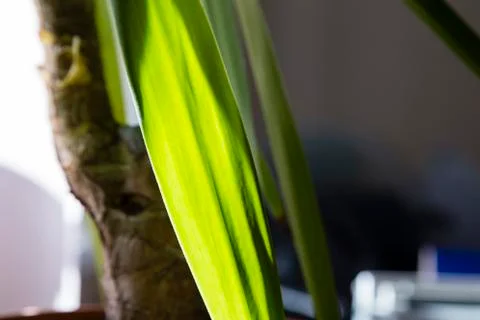 Palm tree into office. Stock Photos