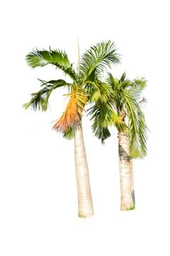 Palm tree or Coconut tree ,a green leaf isolation for summer background Stock Photos