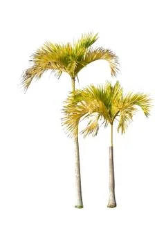Palm tree or Coconut tree ,a green leaf isolation for summer background Stock Photos