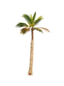 Palm tree or Coconut tree ,a green leaf isolation for summer background ,relax a Stock Photos