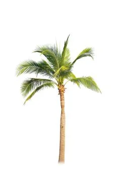 Palm tree or Coconut tree ,a green leaf isolation for summer background ,relax a Stock Photos