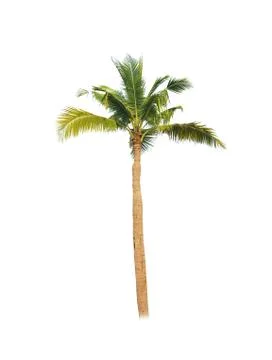 Palm tree or Coconut tree ,a green leaf isolation for summer background ,relax a Stock Photos