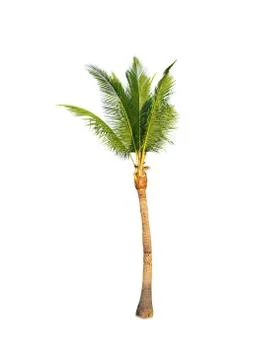 Palm tree or Coconut tree ,a green leaf isolation for summer background ,relax a Stock Photos