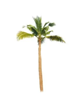 Palm tree or Coconut tree ,a green leaf isolation for summer background ,relax a Foto stock
