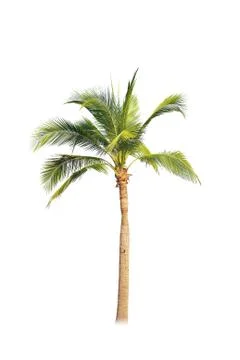 Palm tree or Coconut tree ,a green leaf isolation for summer background ,relax a Фото