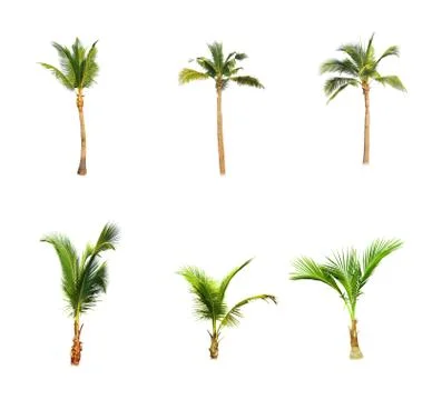 Palm tree or Coconut tree ,a green leaf isolation for summer background ,relax a Stock Photos