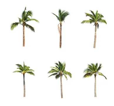 Palm tree or Coconut tree ,a green leaf isolation for summer background ,relax a Stock Photos