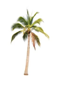 Palm tree or Coconut tree ,a green leaf isolation for summer background ,relax a Stock Photos