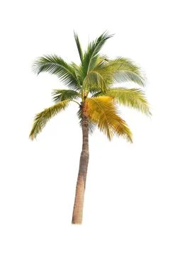 Palm tree or Coconut tree ,a green leaf isolation for summer background ,relax a Stock Photos