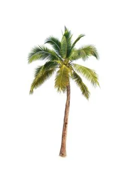 Palm tree or Coconut tree ,a green leaf isolation for summer background ,relax a Stock Photos