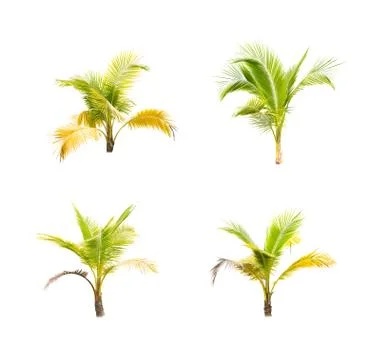 Palm tree or Coconut tree ,a green leaf isolation for summer background ,relax a Stock Photos
