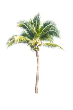 Palm tree or Coconut tree ,a green leaf isolation for summer background ,relax a Stock Photos
