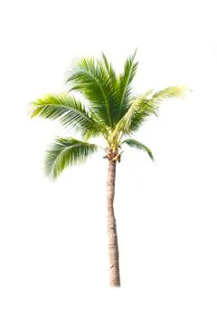 Palm tree or Coconut tree ,a green leaf isolation for summer background ,relax a Stock Photos