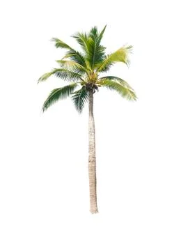 Palm tree or Coconut tree ,a green leaf isolation for summer background ,relax a Stock Photos