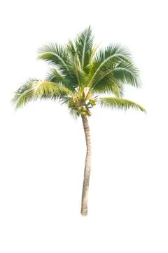 Palm tree or Coconut tree ,a green leaf isolation for summer background ,relax a Stock Photos