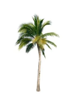 Palm tree or Coconut tree ,a green leaf isolation for summer background ,relax a Stock Photos