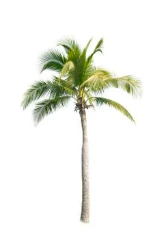 Palm tree or Coconut tree ,a green leaf isolation for summer background ,relax a Foto stock