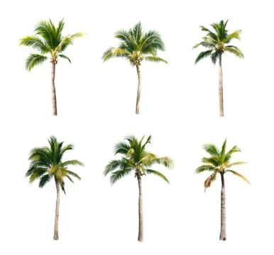 Palm tree or Coconut tree ,a green leaf isolation for summer background ,relax a Stock Photos